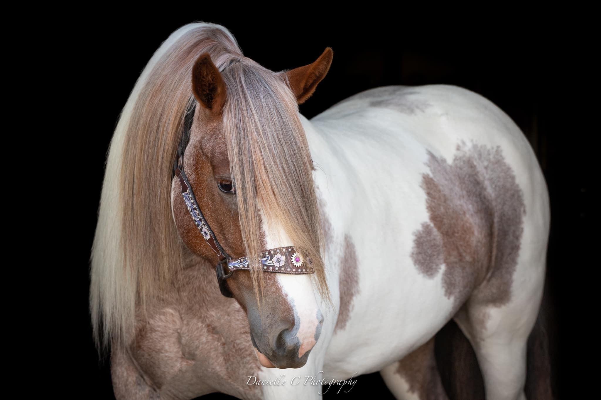 Red Roan Tobiano Gypsy